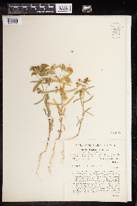 Euphorbia graeca image