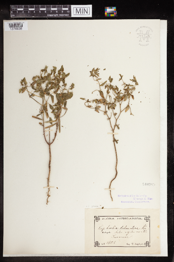Euphorbia taurinensis image