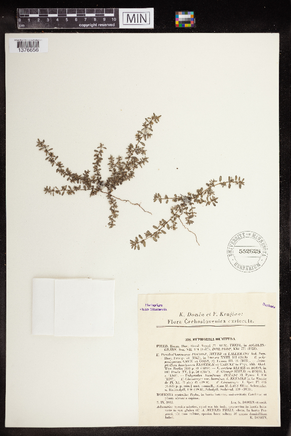 Euphorbia humifusa image