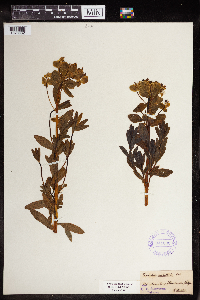 Euphorbia palustris image