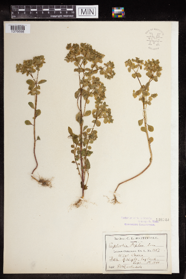 Euphorbia peplus image