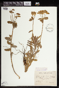Euphorbia polychroma image