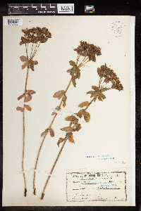 Euphorbia polychroma image