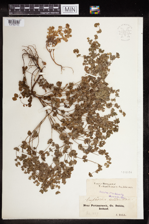 Euphorbia portlandica image