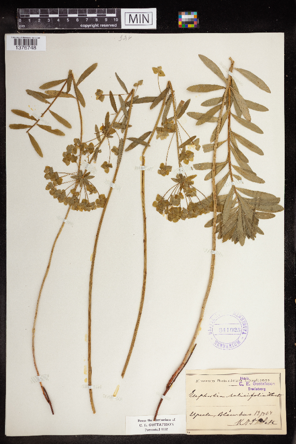 Euphorbia salicifolia image