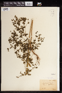 Euphorbia stricta image