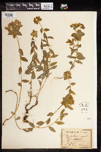 Euphorbia verrucosa image