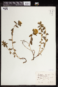 Euphorbia verrucosa image