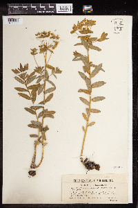 Euphorbia illirica image