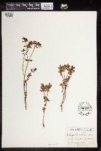 Euphorbia gueinzii image
