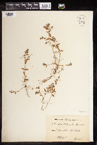 Image of Ammannia pubescens