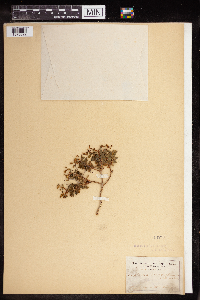 Euphorbia acanthothamnos image