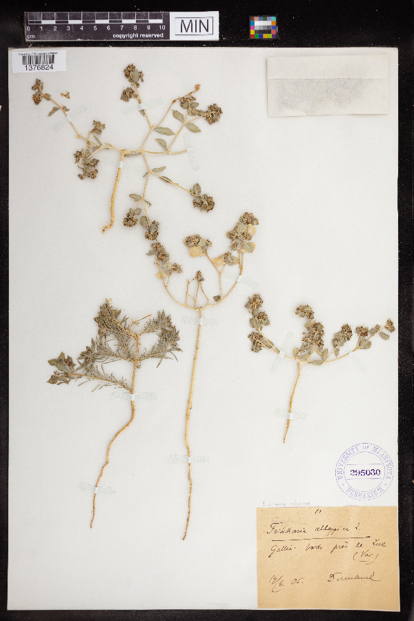 Euphorbia aleppica image
