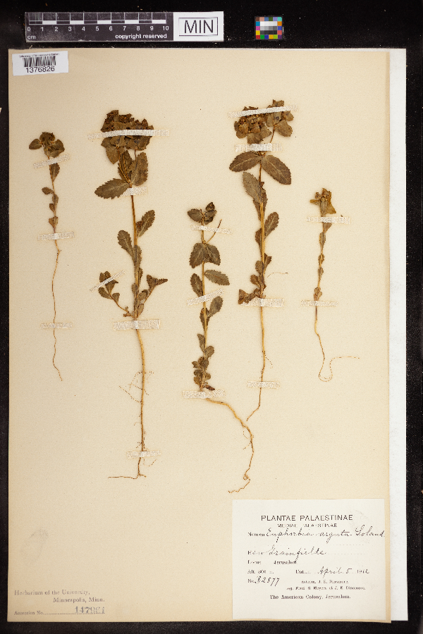 Euphorbia arguta image