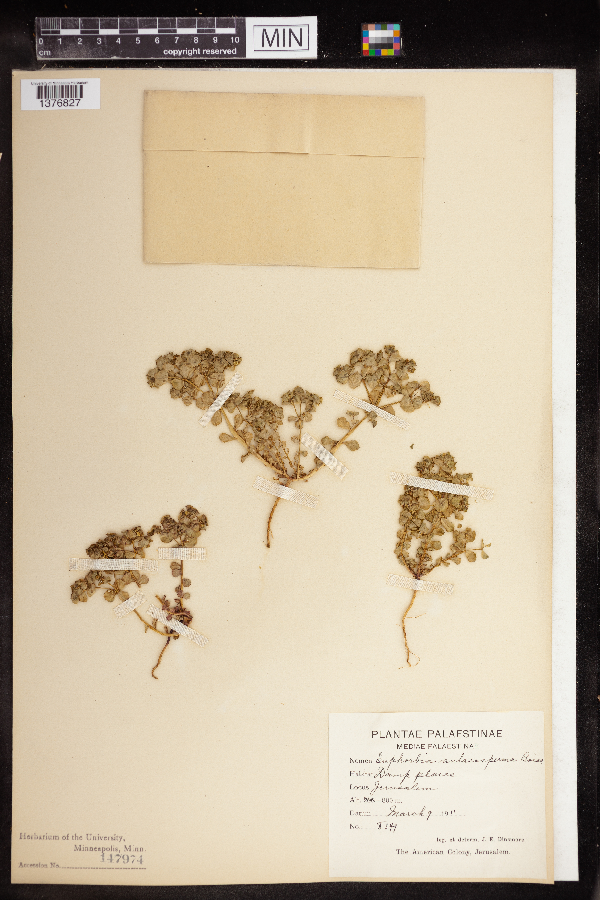 Euphorbia aulacosperma image