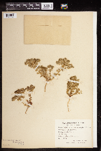 Euphorbia aulacosperma image