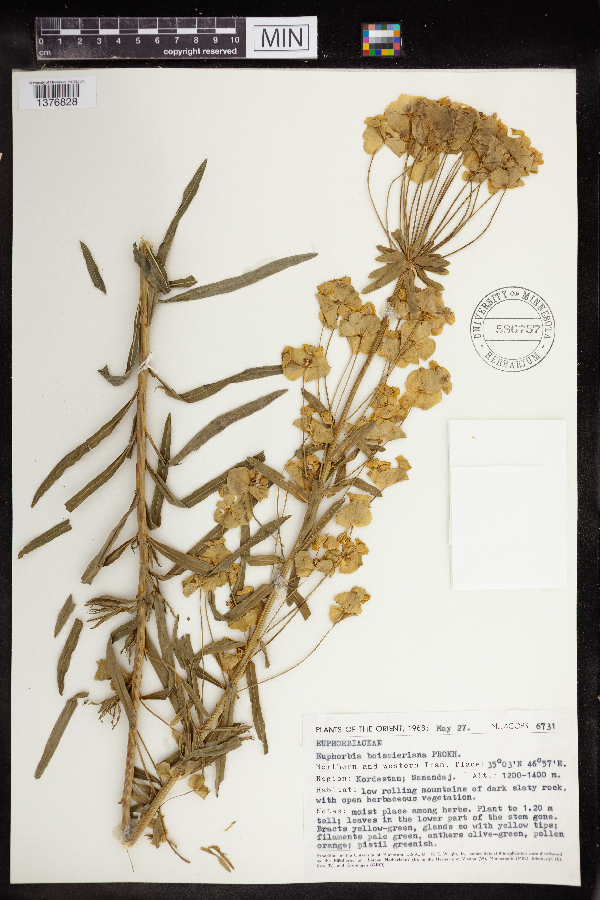 Euphorbia boissieriana image