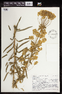 Image of Euphorbia boissieriana