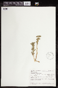 Euphorbia bungei image