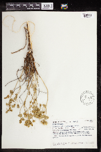 Euphorbia cheiradenia image