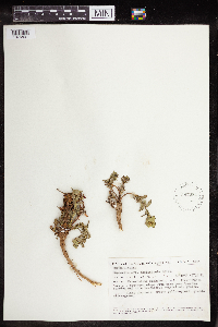 Euphorbia cheiradenia image