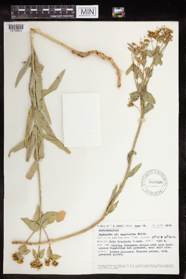 Euphorbia megalantha image