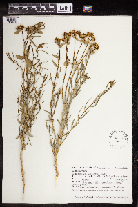 Euphorbia megalantha image