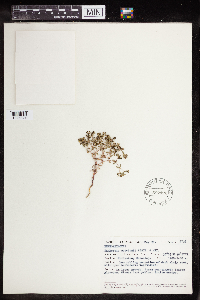Euphorbia szovitsii image