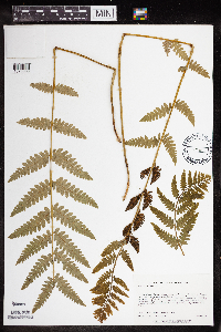 Osmunda claytoniana image