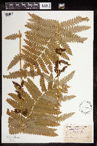 Osmunda claytoniana image