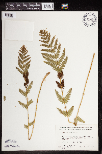 Osmunda claytoniana image