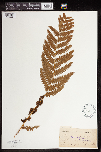 Osmunda claytoniana image