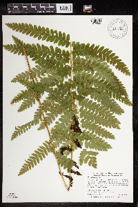 Osmunda claytoniana image