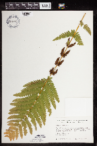 Osmunda claytoniana image