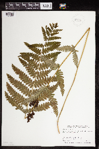 Osmunda claytoniana image