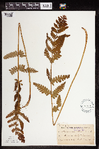 Osmunda claytoniana image