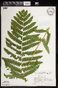 Osmunda claytoniana image