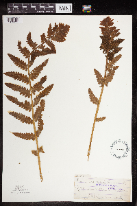 Osmunda claytoniana image