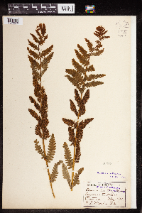 Osmunda claytoniana image