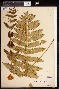 Osmunda claytoniana image