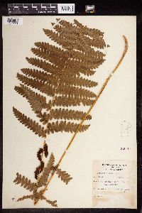 Osmunda claytoniana image