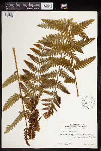 Osmunda claytoniana image