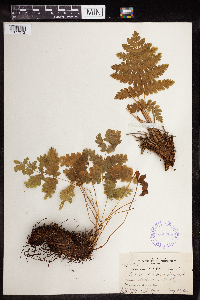 Osmunda claytoniana image