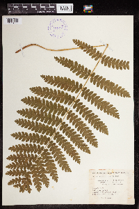 Osmunda claytoniana image