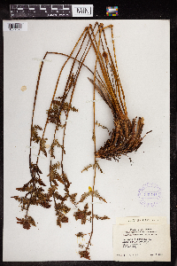 Osmunda claytoniana image