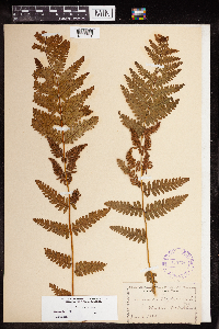 Osmunda claytoniana image