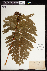 Osmunda claytoniana image