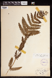 Osmunda claytoniana image