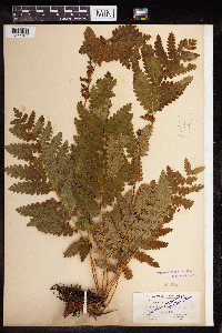 Osmunda claytoniana image