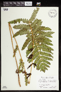 Osmunda claytoniana image